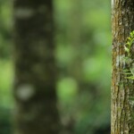 Mossy tree trunk in green forest forest close up foogallery sample image 10