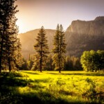 Sunlit meadow with trees and mountains forest meadow foogallery sample image 6